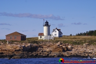 GreatDuckLight-8