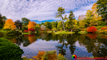 tn_Asticou Azalea Garden 10-12-2016-18