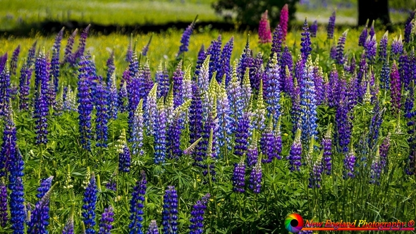 Lupines-Sugar-Hill-New-Hampshire-6-5-2021-30