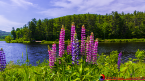 Lupines-Sugar-Hill-New-Hampshire-6-5-2021-25