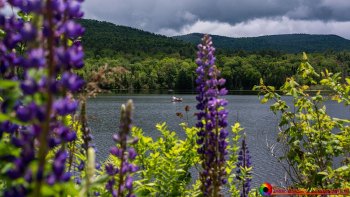Sugar-Hill-New-Hampshire-Lupines-6-9-2023-11