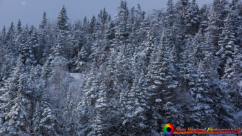 White-Mountains-1-5-2020-38