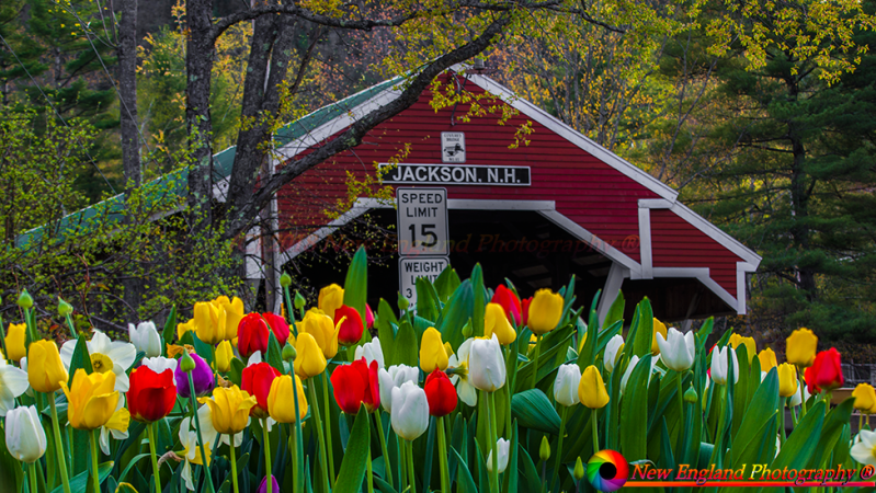 Jackson-Covered-Bridge-5-11-2018-54