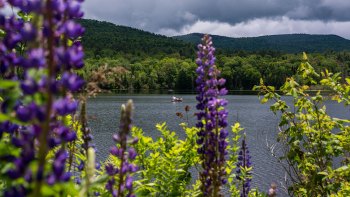 Sugar-Hill-New-Hampshire-Lupines-6-9-2023-11