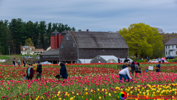 Wicked-Tulips-5-1-2019-39