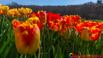 Wicked-Tulips-Flower-Farm-5-3-2018-100