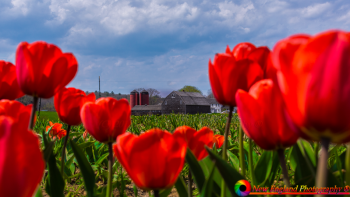 Wicked-Tulips-Flower-Farm-5-3-2018-50