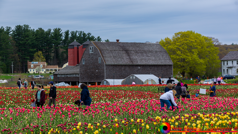 Wicked-Tulips-5-1-2019-39
