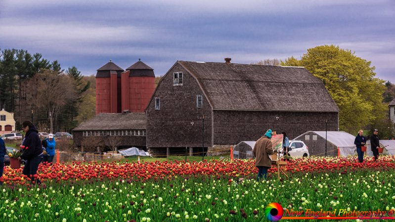 Wicked-Tulips-5-1-2019-71