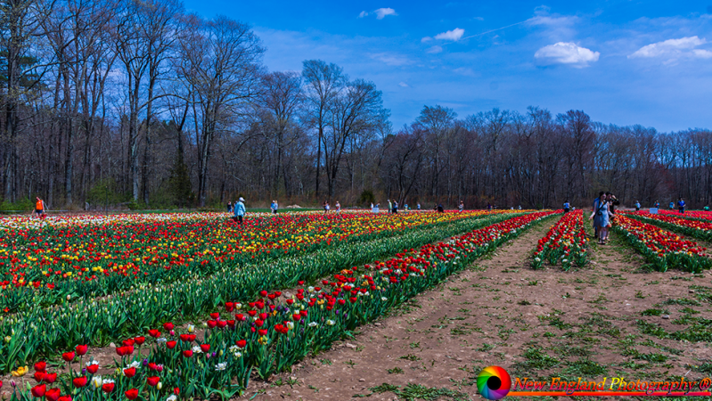 Wicked-Tulips-Flower-Farm-5-3-2018-75
