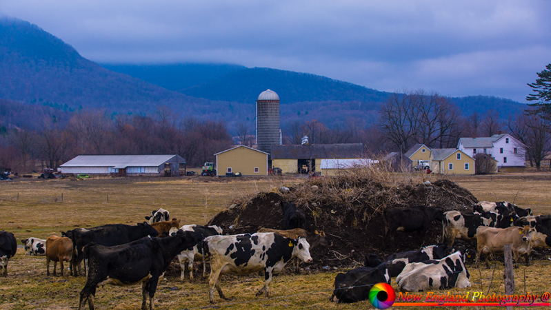 Pawlet-Vermont-Dairy-Farms-4-6-2019-17