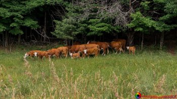 Jenne-Farm-Reading-Vermont-7-5-2024-4-Edit