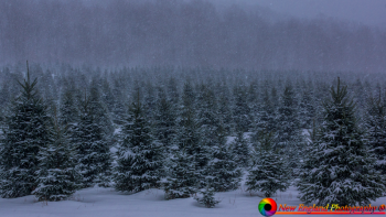 Purinton-Tree-Farm-11-22-2018-18-Edit