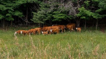 Jenne-Farm-Reading-Vermont-7-5-2024-4-Edit