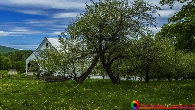 Montpelier Farms 5-27-2017-118