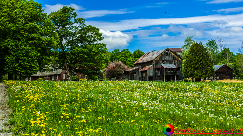 Montpelier-Farms-5-27-2017-148